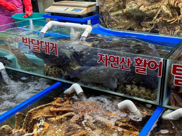  가락시장 횟집 대게 추천 용천수산 ( 가락동 횟집 )