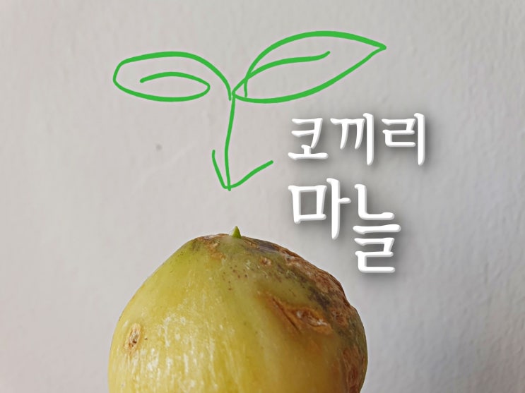  베란다 화분에서 코끼리 마늘 꽃 키우기 식용? 관상용? 싹이 났어요