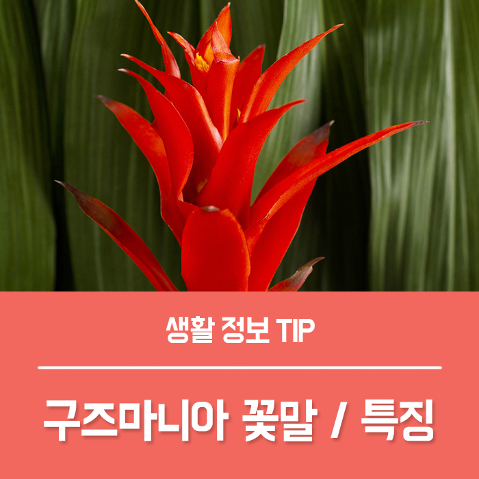  구즈마니아 꽃말, 실내관엽식물 구즈마니아 키우기