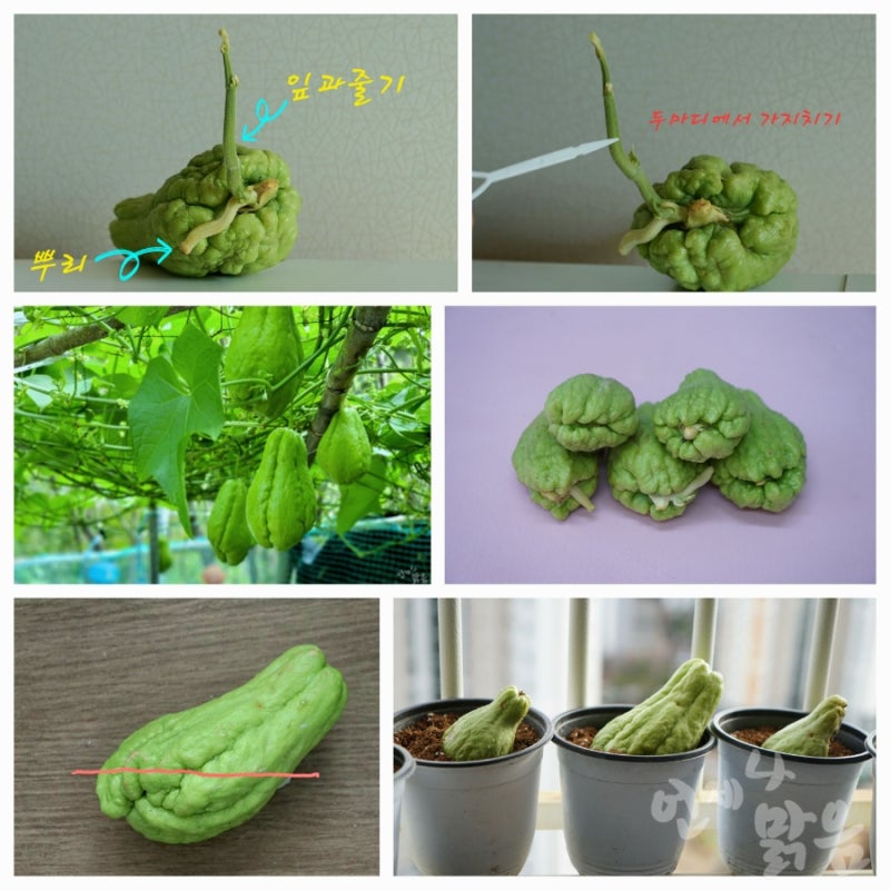 차요테 모종내기 차요태 종자 모종내는 시기 차요태 보관 : 네이버 블로그