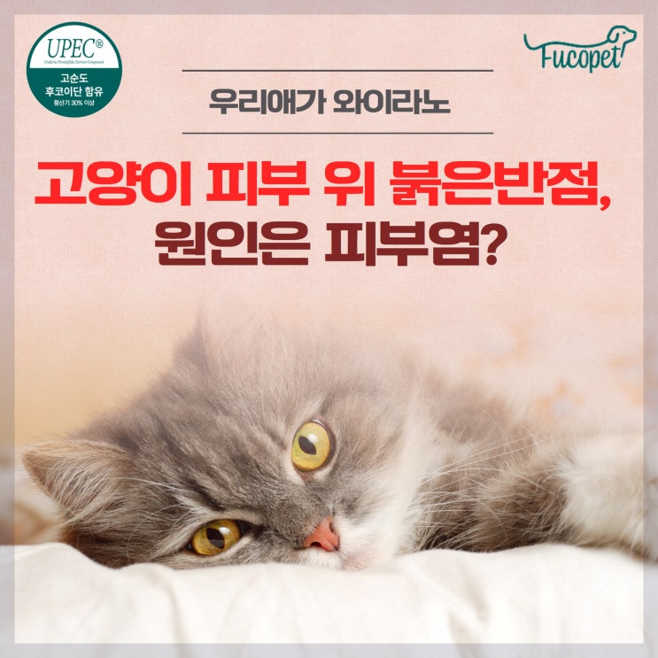  고양이 붉은반점 피부병일까? 영양제