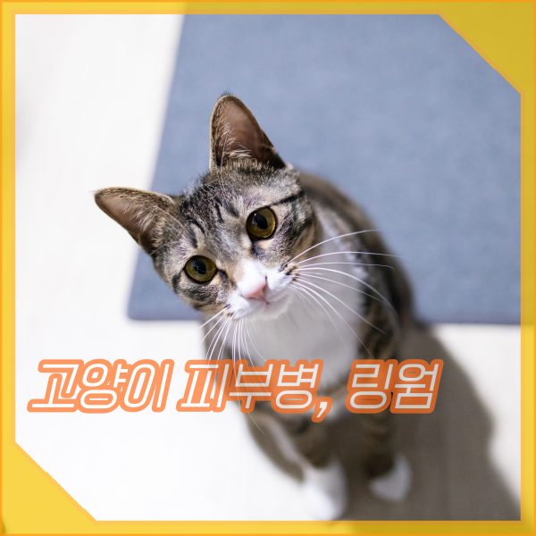 고양이 피부병 링웜 증상, 사람도 감염될 수 있어요