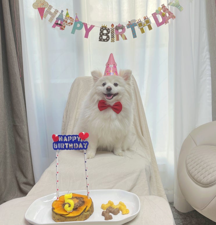  강아지 생일파티를 위한 준비 건강한 강아지수제케이크 프리미엄 펫푸드 브랜드 도그쿡 dogcook