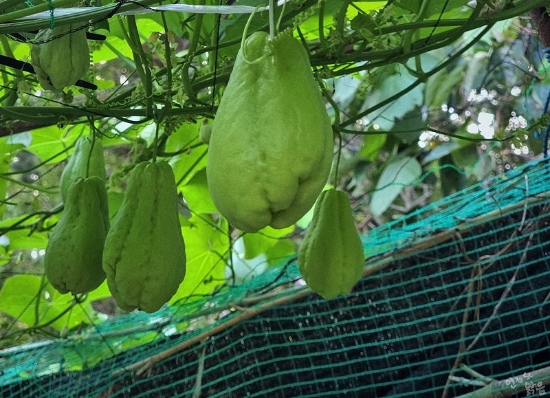 차요테 모종내기 차요태 종자 모종내는 시기 차요태 보관 : 네이버 블로그