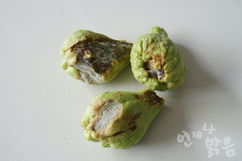 차요테 모종내기 차요태 종자 모종내는 시기 차요태 보관 : 네이버 블로그