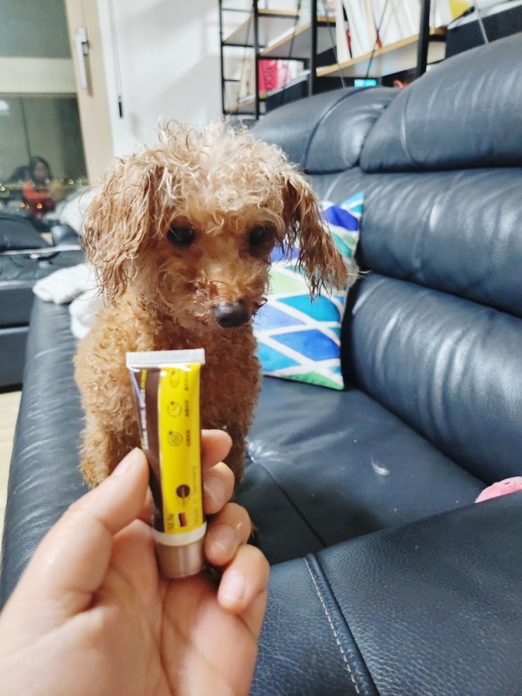  <강아지발바닥상처> 레피젤 강아지 발바닥 보습제