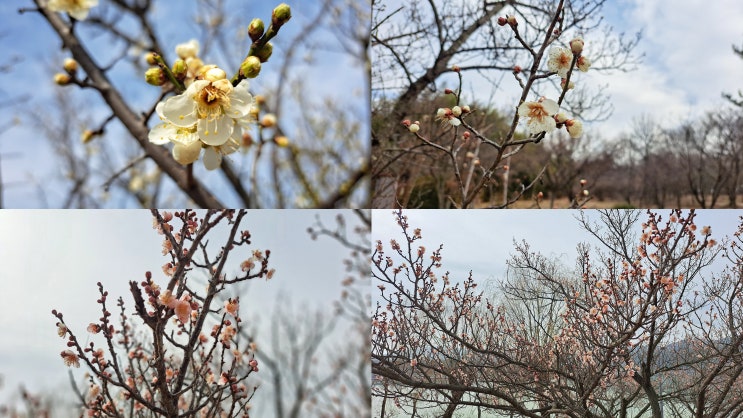 경주 매화 이제 피기 시작했어요