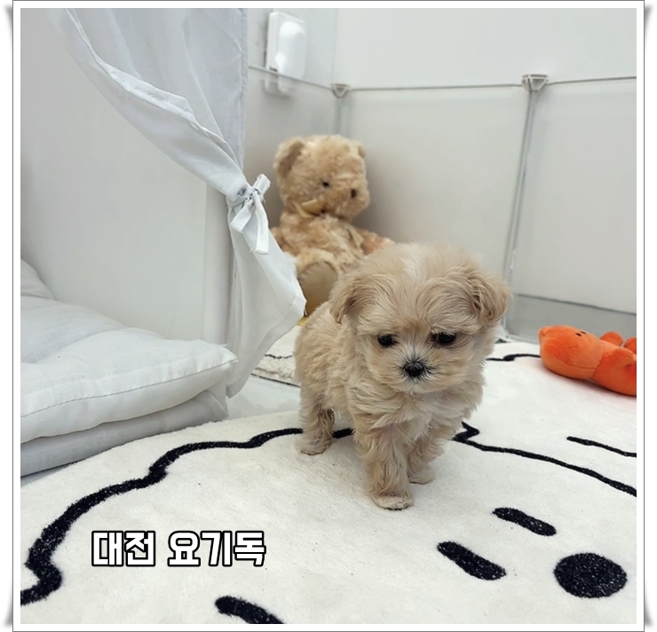  청주애견샵 매장을 전체적으로