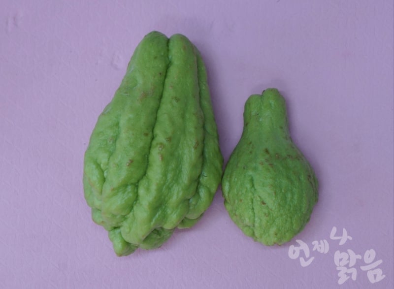차요테 모종내기 차요태 종자 모종내는 시기 차요태 보관 : 네이버 블로그