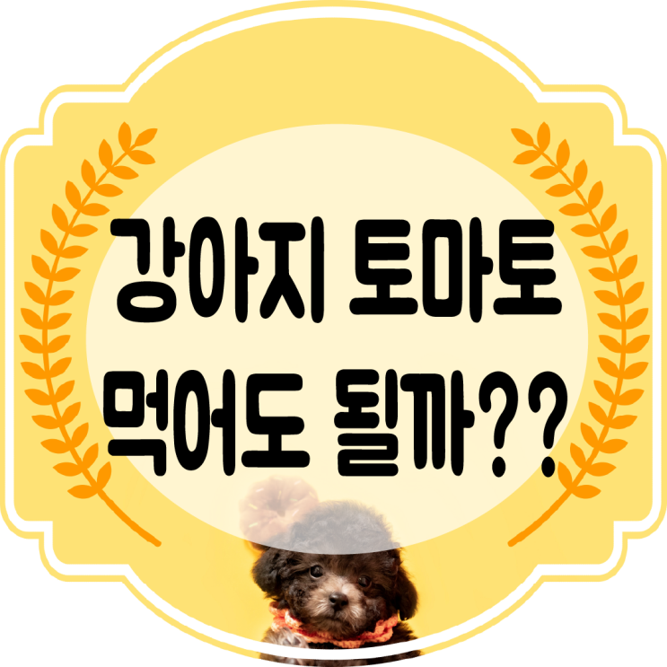  강아지 토마토, 방울토마토 먹어도 될까?? 이점과 주의점