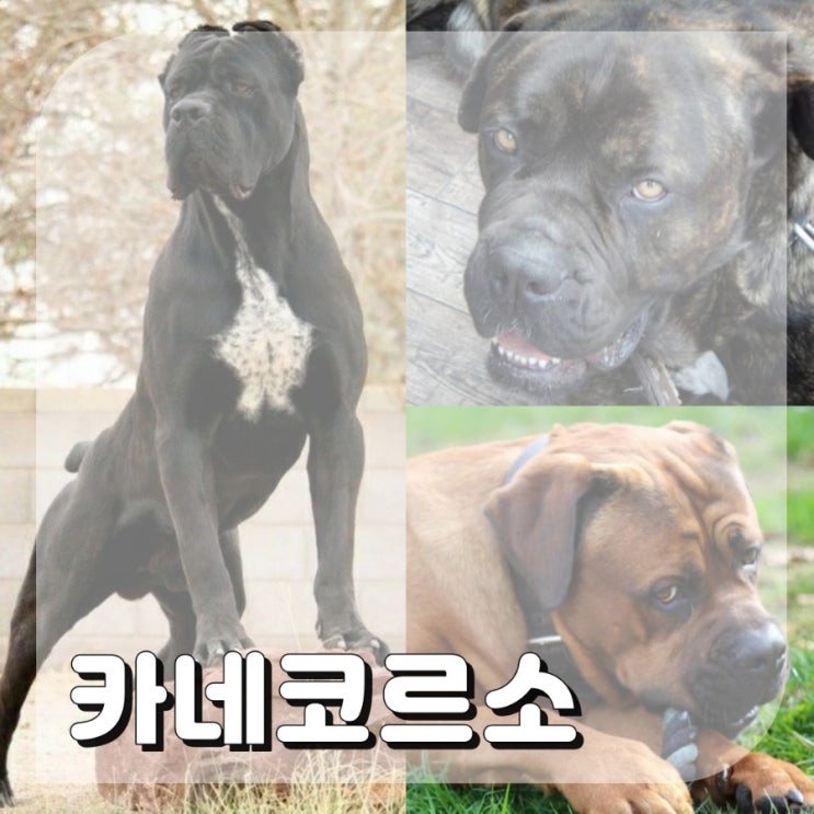  동물극장 단짝 대형견종류 카네코르소 맹견?