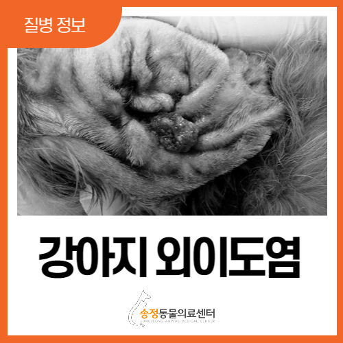  강아지외이도염, 강아지 귀 간지러워할 때 귀 염증?이유와 치료법(경기광주 연중무휴 동물병원)
