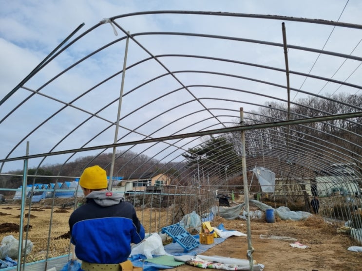  2023 고추농사 준비 육묘장 비닐하우스 교체