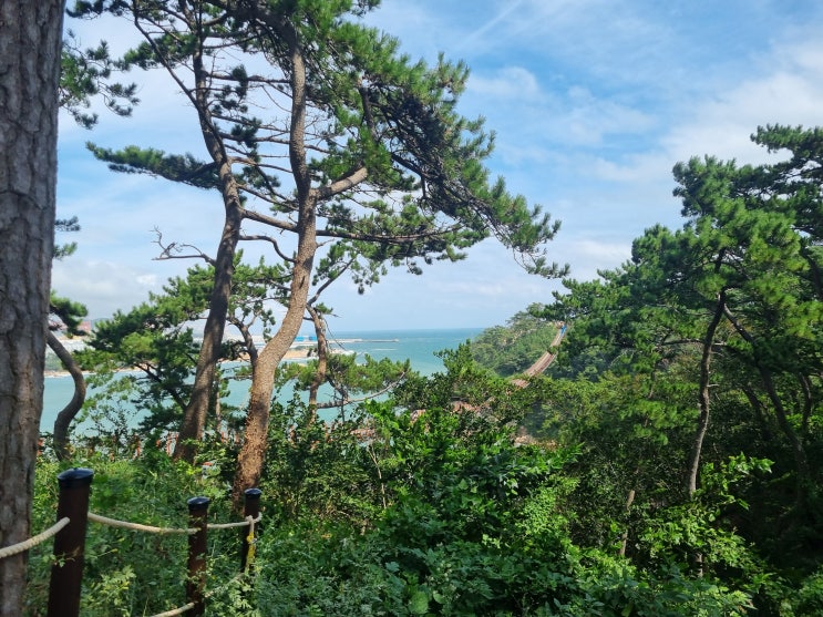 울산 대왕암공원 출렁다리 다녀왔어요.