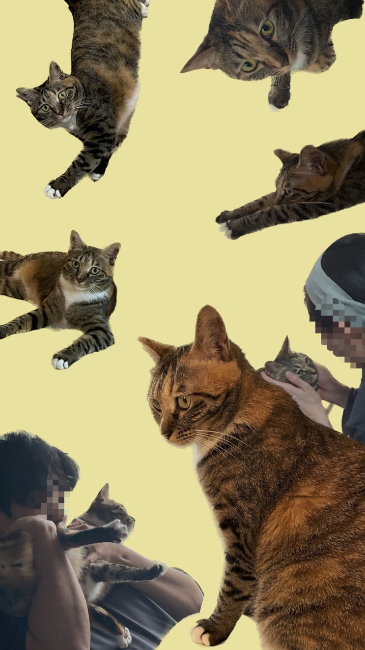  월간아리 2월호, 집사의 아기고양이 사진첩