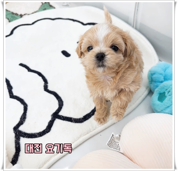  태안강아지분양 한다고 하면