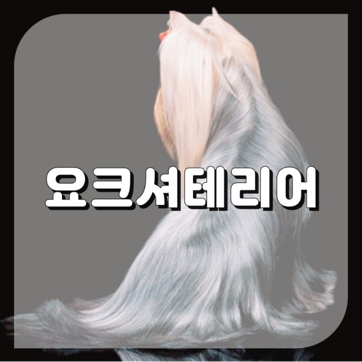  초소형견종류 요크셔테리어 기본정보 강아지입양 전 Tip