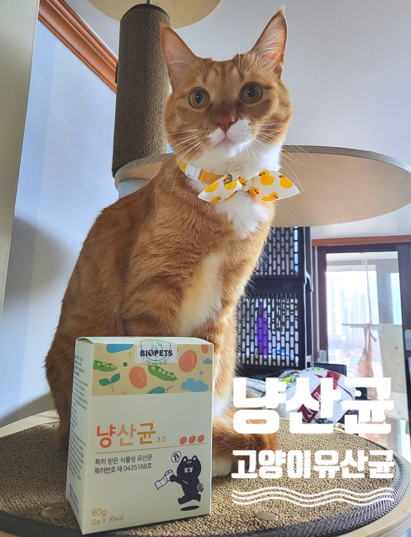 고양이 유산균 추천 굿똥을 위한 필수템 냥산균