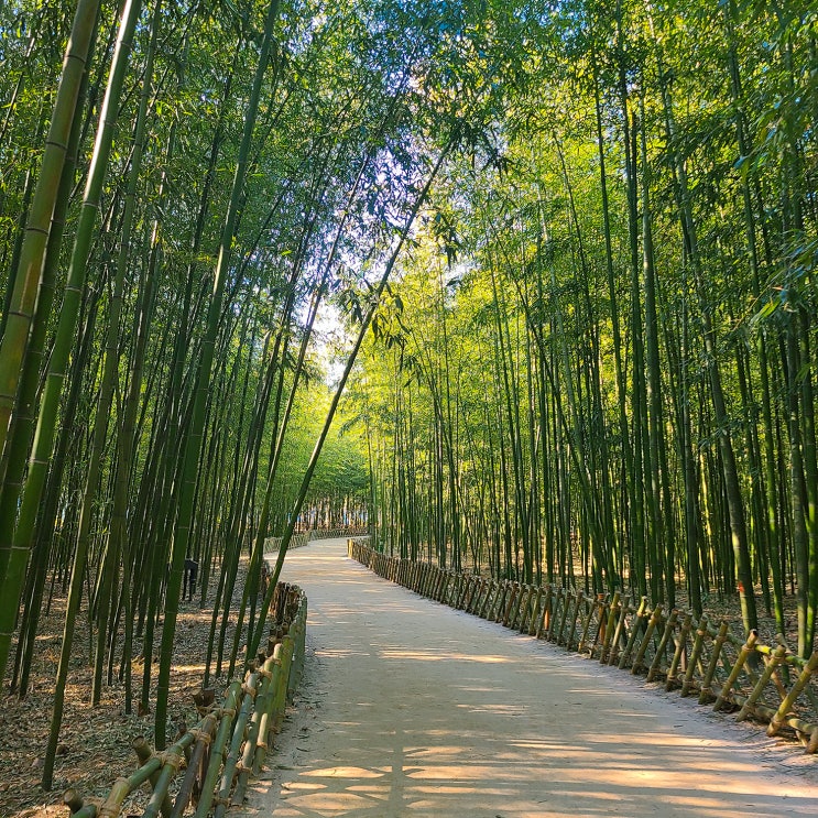  울산여행2 (태화강 국가정원 십리대숲, 탐돈, 롯데 그랜드휠 관람차, 태화시장 국화빵, 선바위)