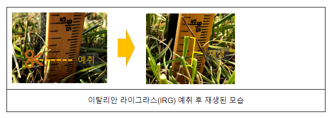 사료작물 생산량 좌우하는 봄철 관리법 3가지 사료작물 생산량 좌우하는 봄철 관리법 3가지