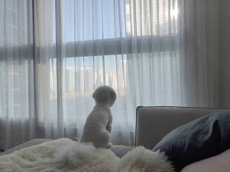  강아지와 침대에서 같이 자도 될까? 반려견과 같이 자면 안 좋은 이유