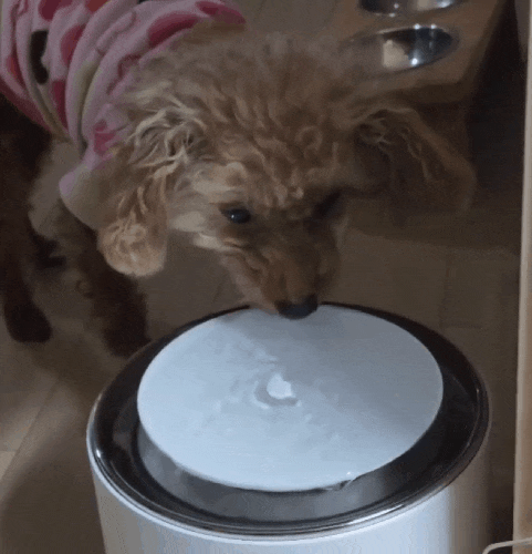  고양이 강이지 음수량관리 스마트 정수기 포먼트 우디