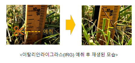 사료작물 생산량 좌우하는 봄철 관리법 3가지 사료작물 생산량 좌우하는 봄철 관리법 3가지