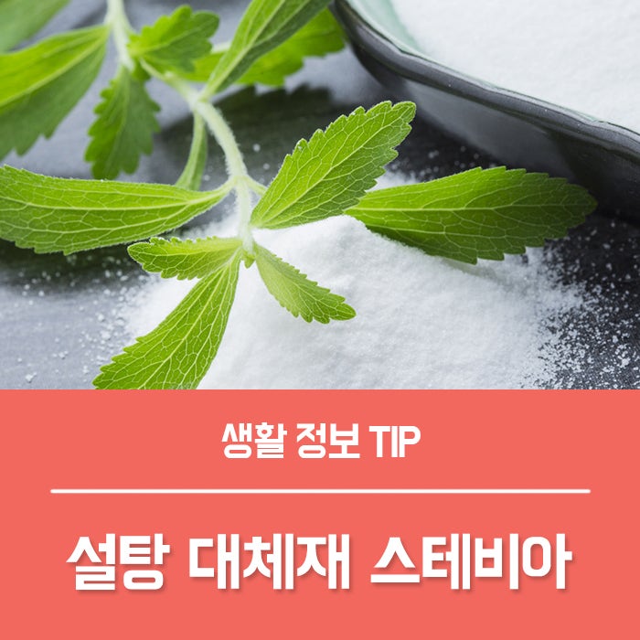 스테비아 에리스리톨의 효능과 부작용, 건강한 스테비아 설탕가루 함유량을 계산해보자!