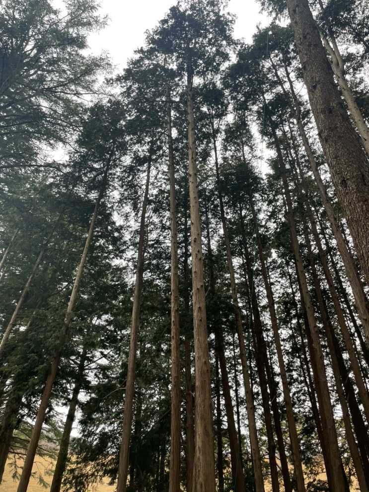  양산 가볼만한 곳 법기수원지 부산울산 근교 숲길