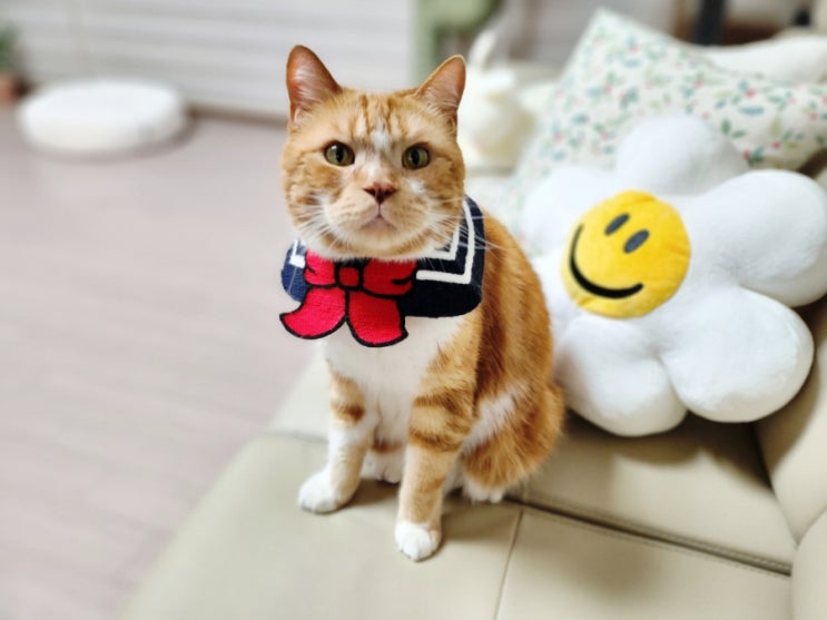  고양이 우다다 할 때 출렁이는 뱃살이 비만 아니고 원시 주머니래요