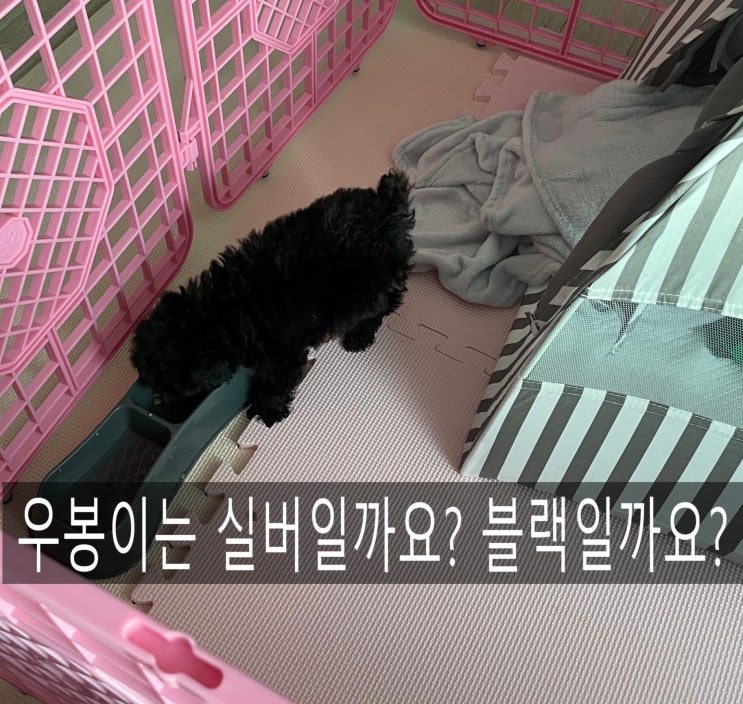  [멍멍상식2] 실버푸들, 블랙푸들 구별하는 방법!