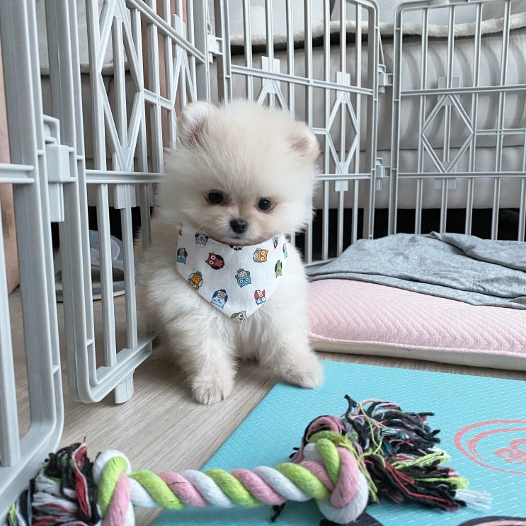  강아지 포메라이언과 견생살기 with 닝겐