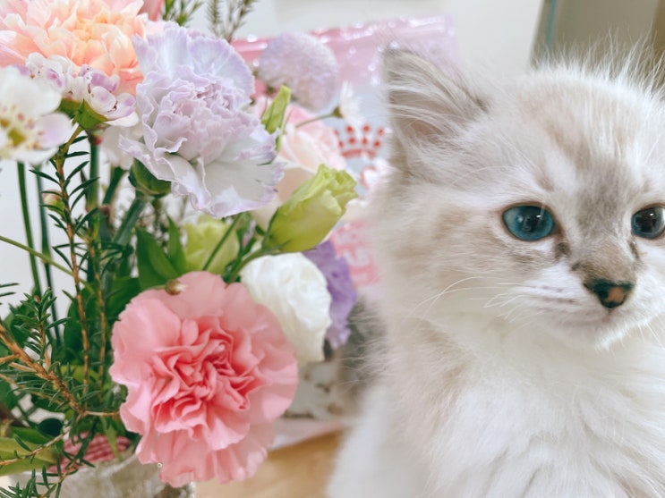  3개월 고양이 사료 양 몸무게