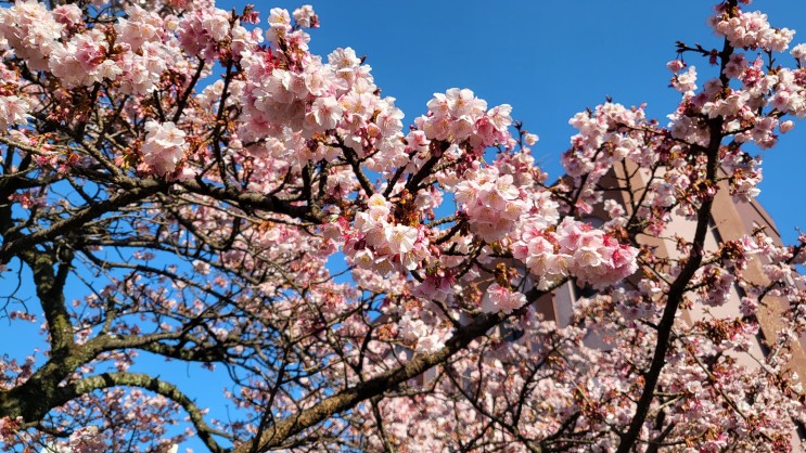 도쿄/아타미 온천 여행 - 2월에 피는 아타미 벚꽃과 아타미 매화원