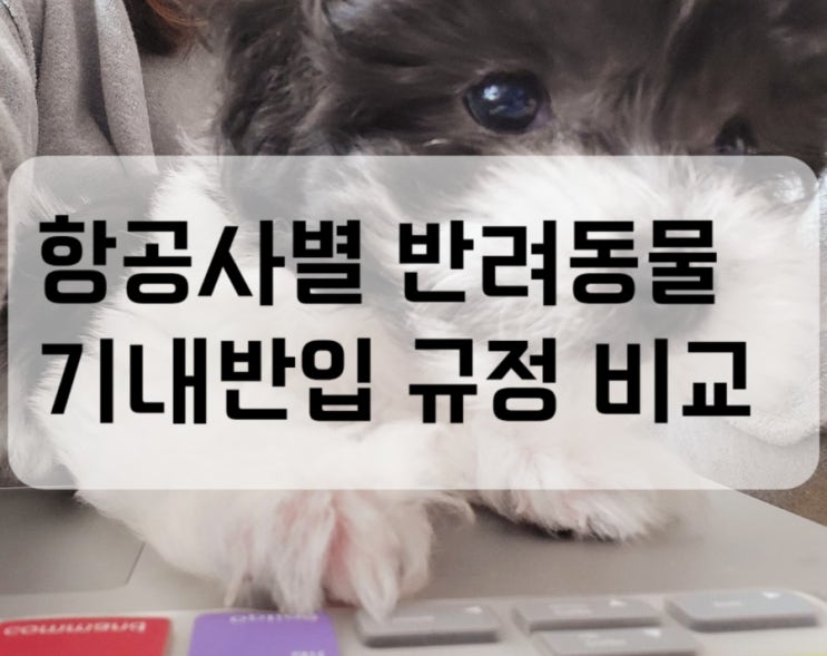  [레오일상6] 항공사별 반려동물 기내 반입 비교