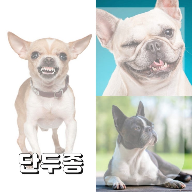  강아지 머즐 짧은 애견종류 단두종 주의할 점