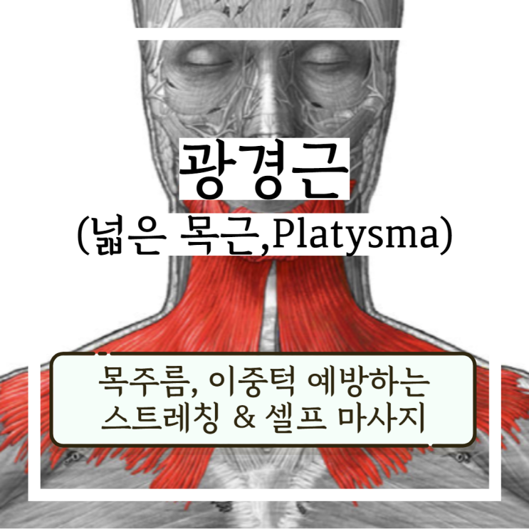 광경근(넓은 목근, Platysma) 목주름, 이중턱, 안면비대칭 예방하는 스트레칭 및 셀프 마사지 방법 광경근(넓은 목근, Platysma) 목주름, 이중턱, 안면비대칭 예방하는 스트레칭 및 셀프 마사지 방법