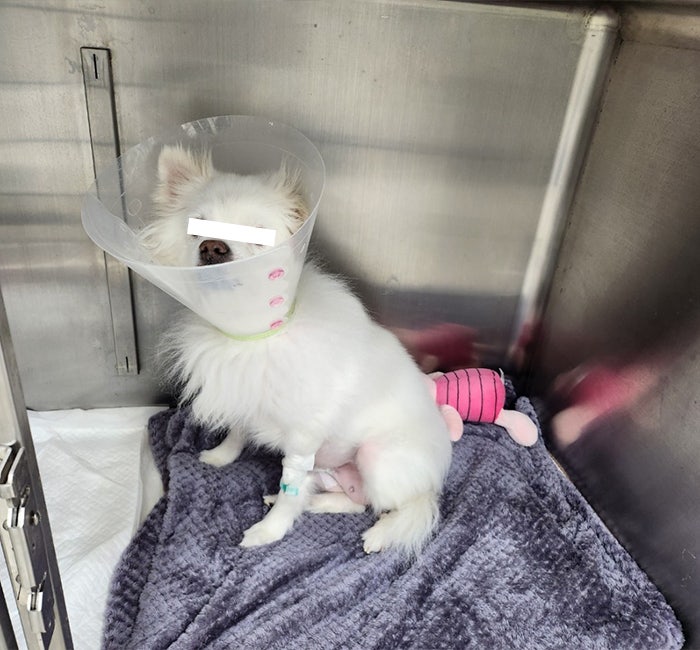 [송파25시동물병원] 스피츠 강아지