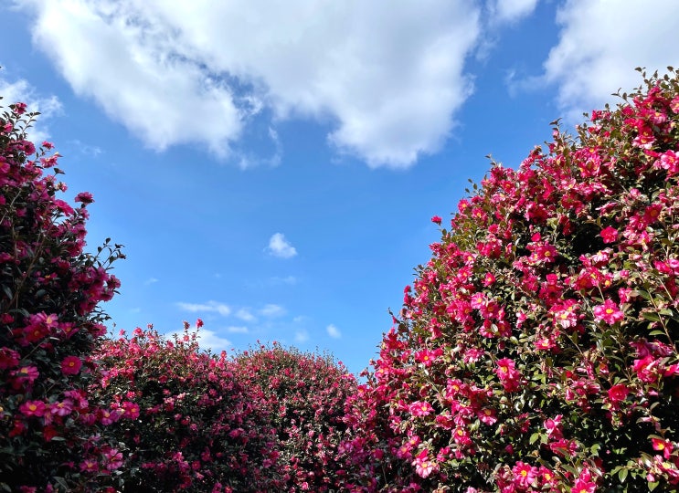 겨울 제주 가볼만한곳 동백포레스트 동백꽃 명소 겨울 제주 가볼만한곳 동백포레스트 동백꽃 명소