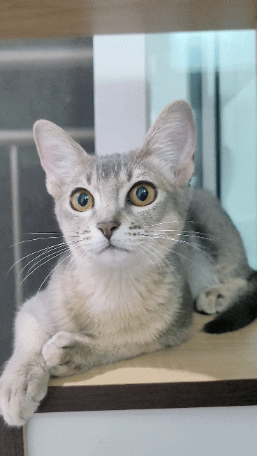  고양이 첫 이갈이 언제할까?