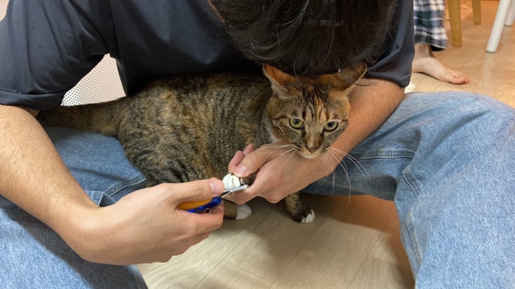  반려묘 그루밍 삼종세트, 고양이 양치, 발톱깎이, 빗질