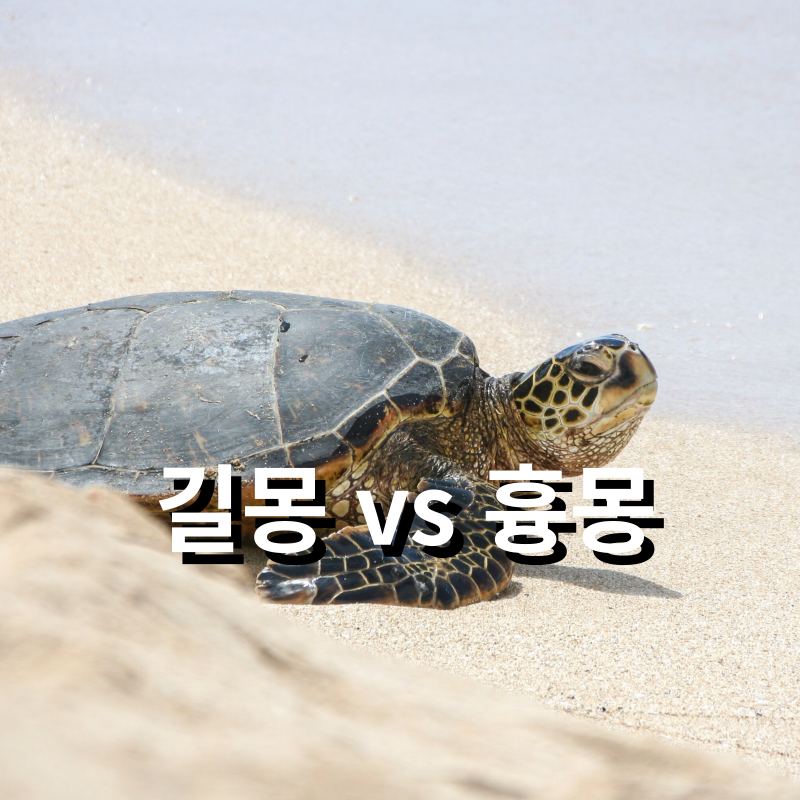 거북이 꿈 해몽 새끼거북이꿈해몽 총정리