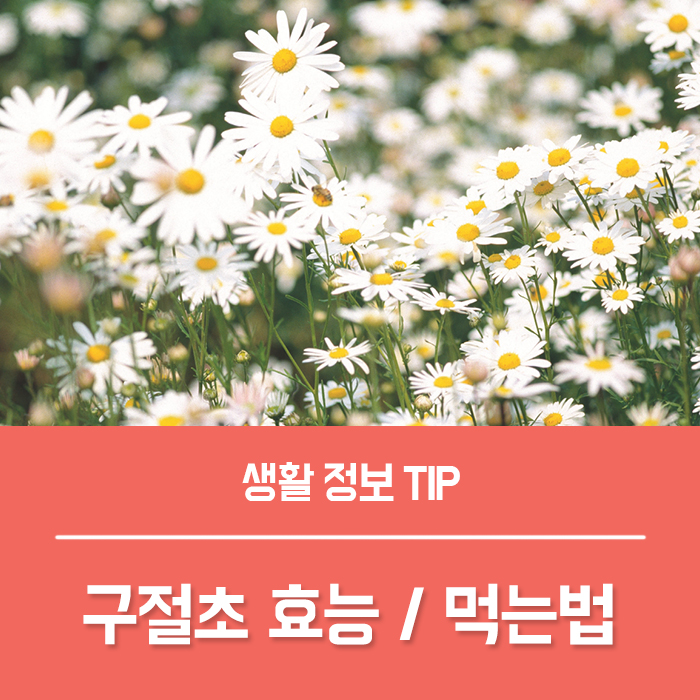  구절초 효능 베스트 5 구절초차 먹는법, 구절초 꽃말 알려드릴게요