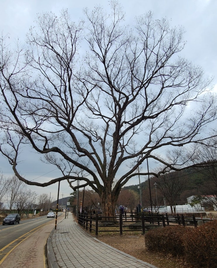 수원 가볼 만한 곳, 수원 하광교동 느티나무(보호수)  탐방