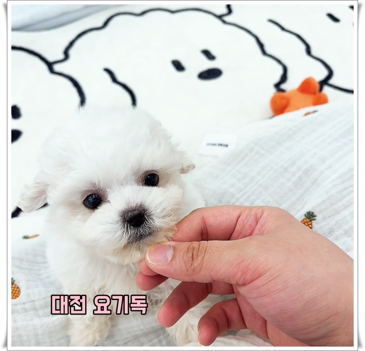  홍성강아지분양 찾기 시작했어요