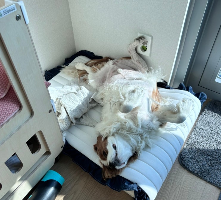  강아지의 출근 후 새벽산책이 없어진지 이틀째
