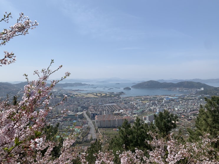  (아이폰xs) 2022-04-10 창원 안민고개 벛꽃