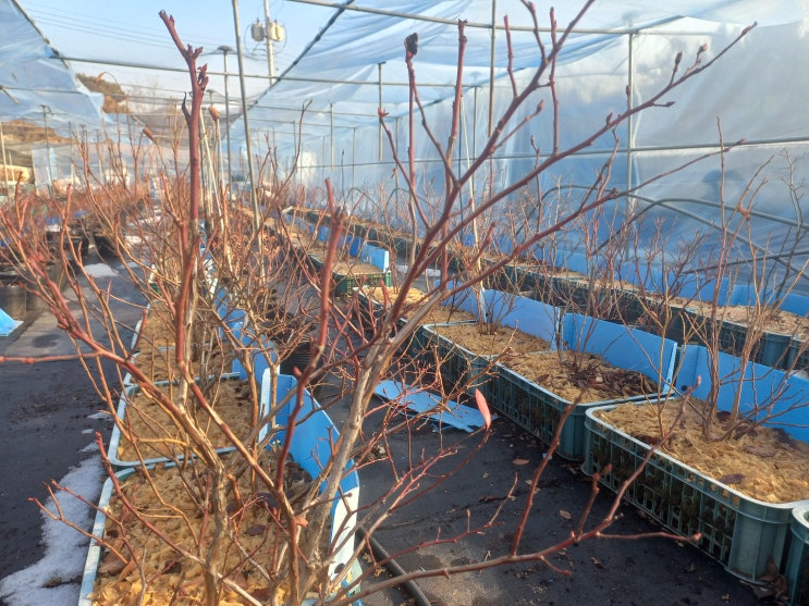 2월 블루베리묘목재배 꿀팁 3가지 전지 관수 토양