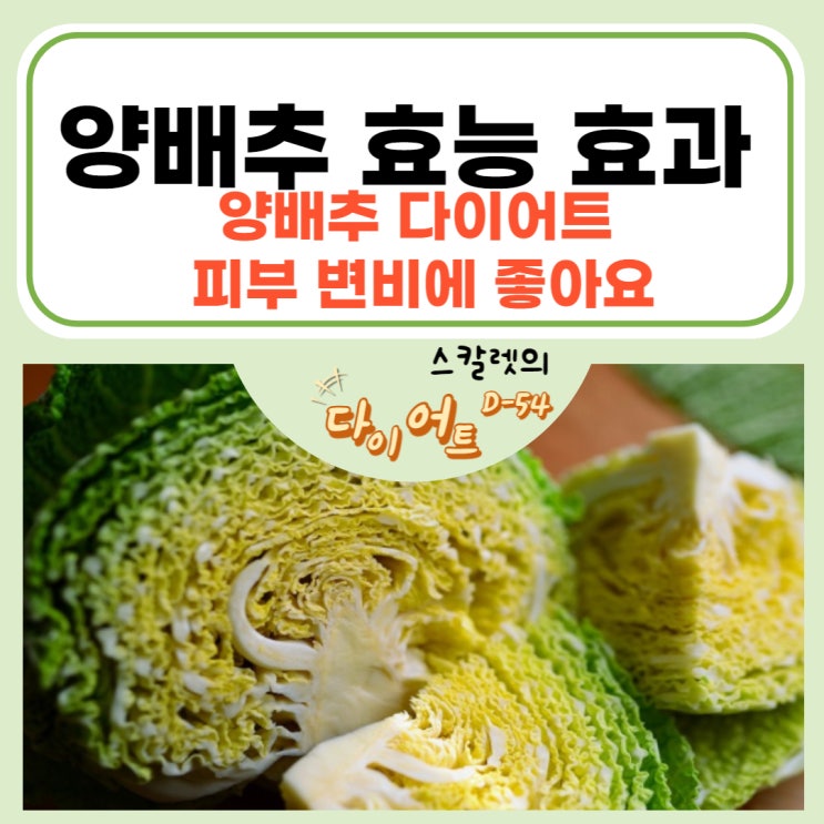  양배추 효능 효과 및 양배추 다이어트 피부 변비에 좋아요