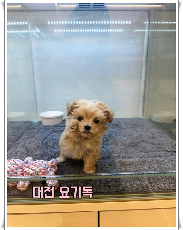  세종말티푸분양 집으로 데려 오시며